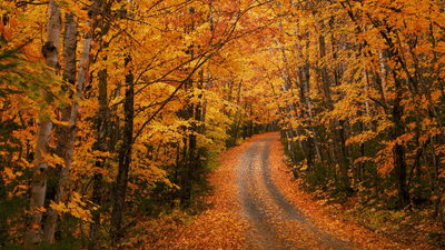 autumn-lane